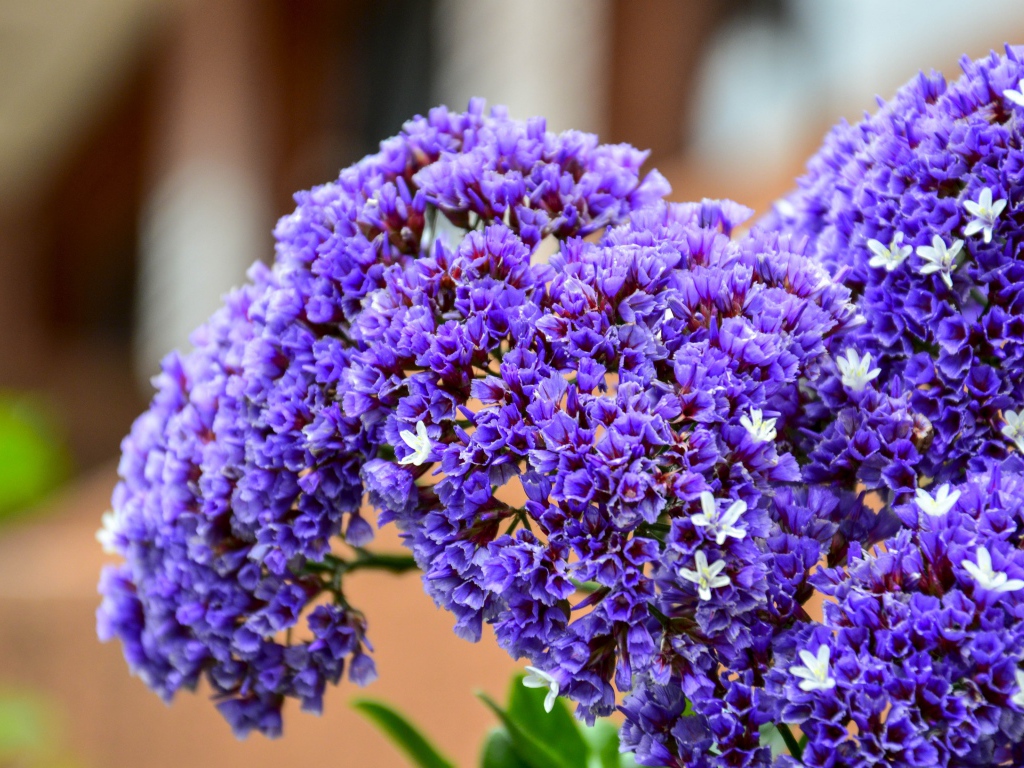 Красивые сиреневые цветы крупным планом