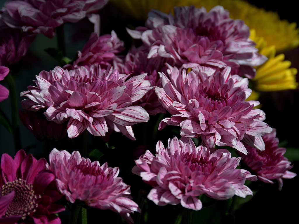 Красивые розовые цветы хризантемы