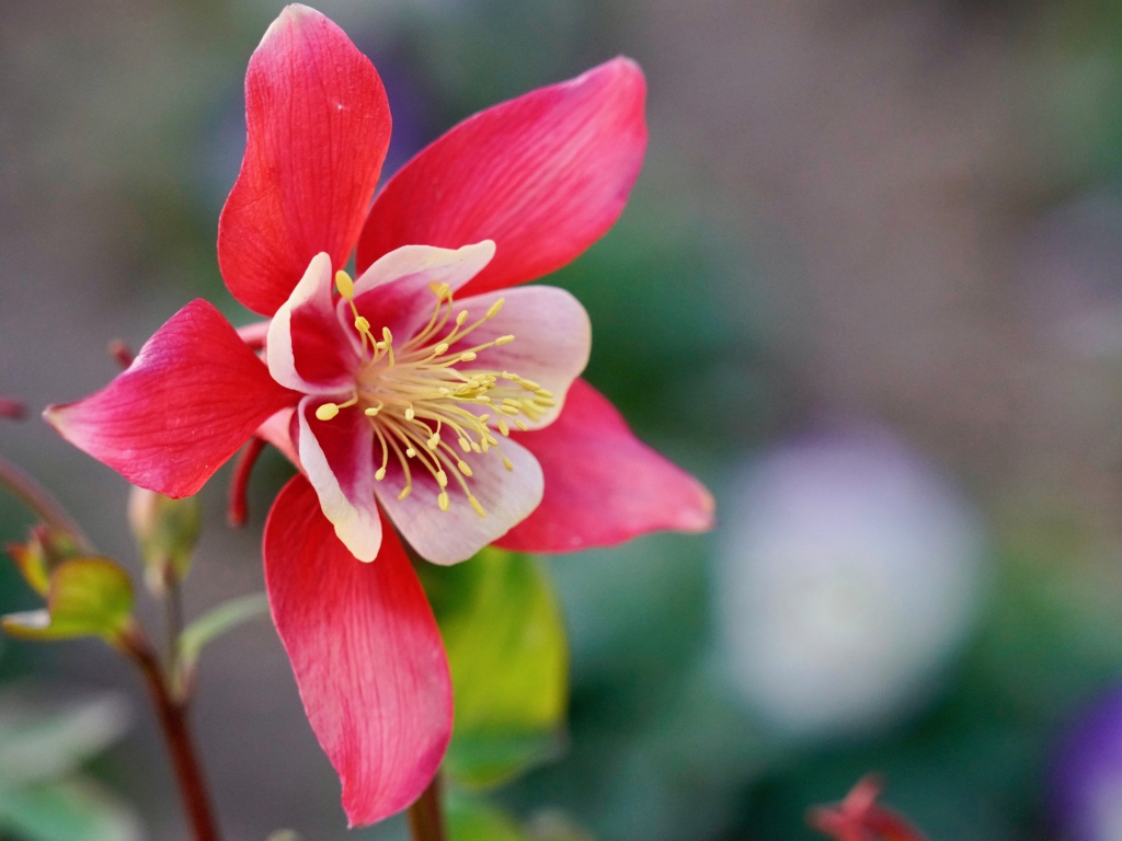 Красивый розовый цветок водосбор крупным планом