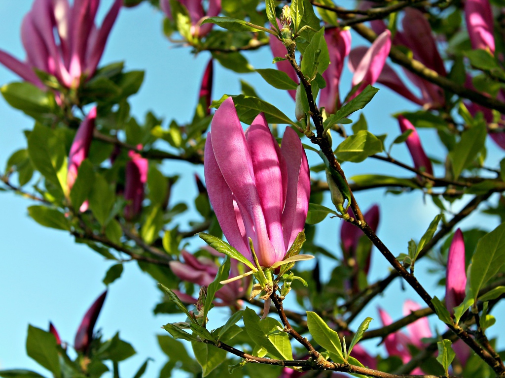 Красивые розовые цветы магнолии