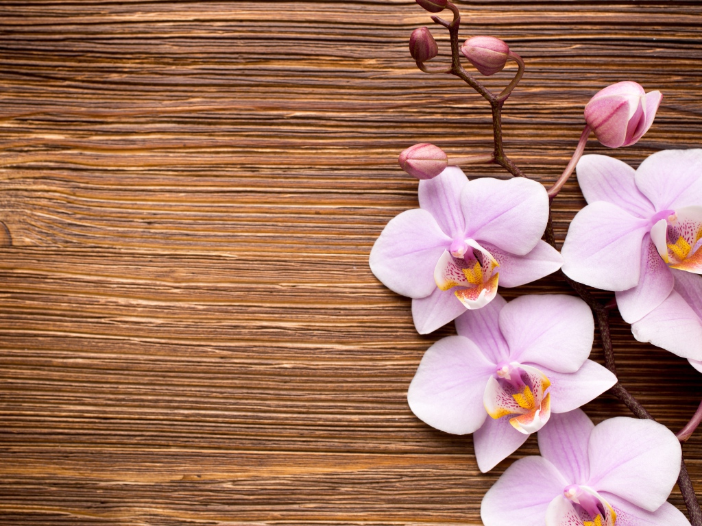 Красивые розовые орхидеи на деревянном фоне