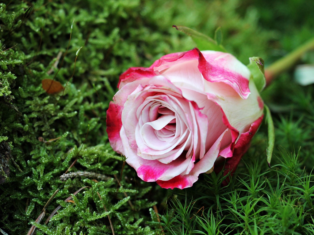 Красивая розовая роза лежит на зеленом мхе
