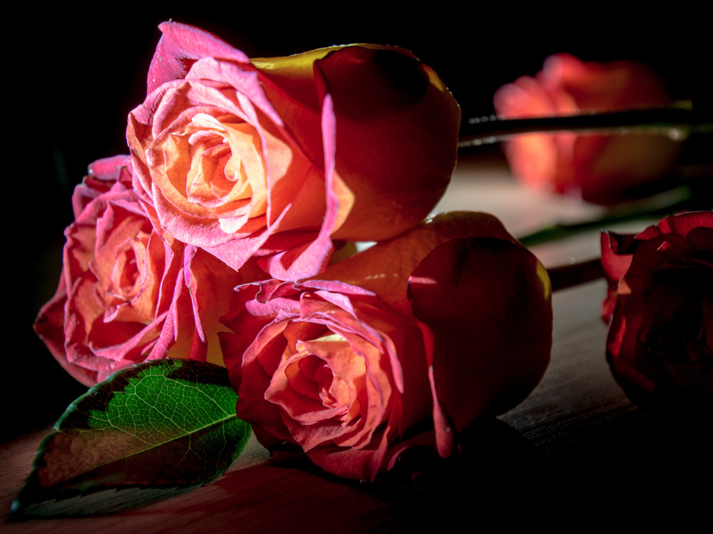 Красивые розовые розы на деревянном столе