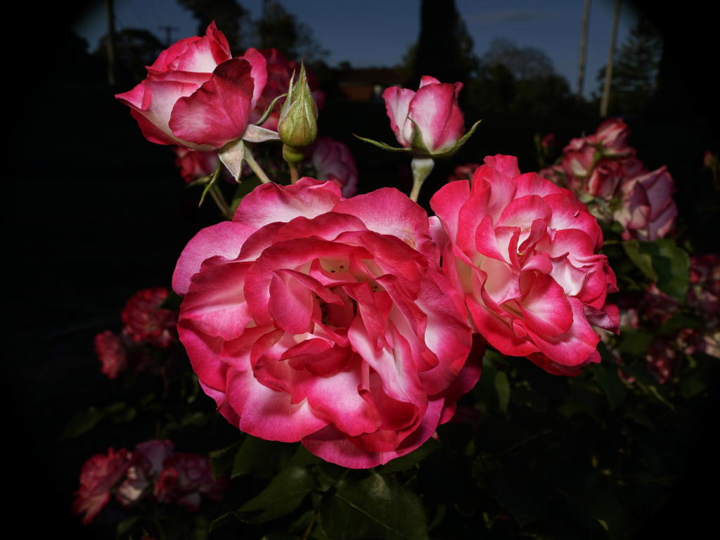 Красивые розовые розы с бутонами на клумбе 