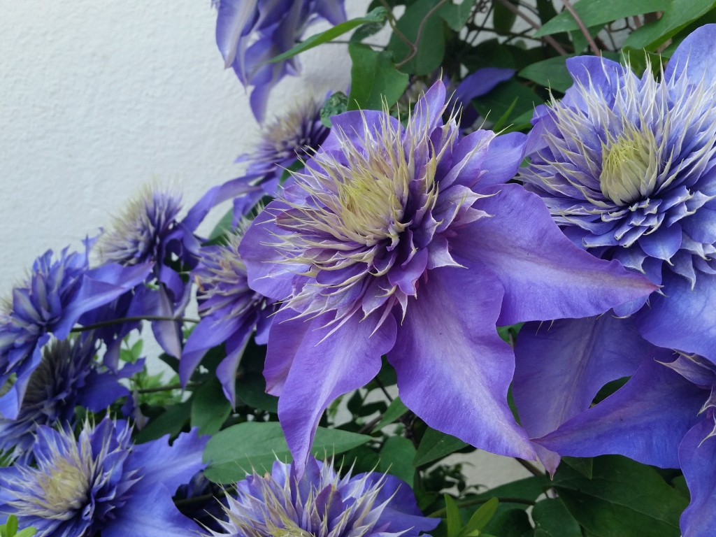 Красивые фиолетовые цветы клематиса