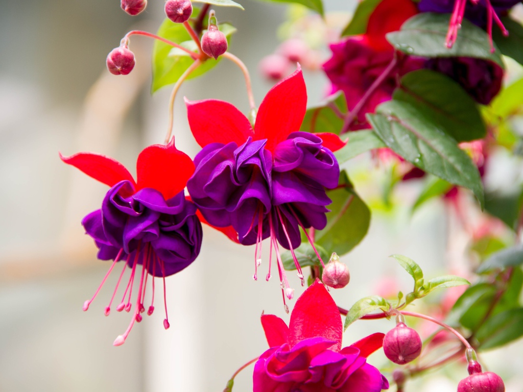 Красивые фиолетовые цветы фуксии