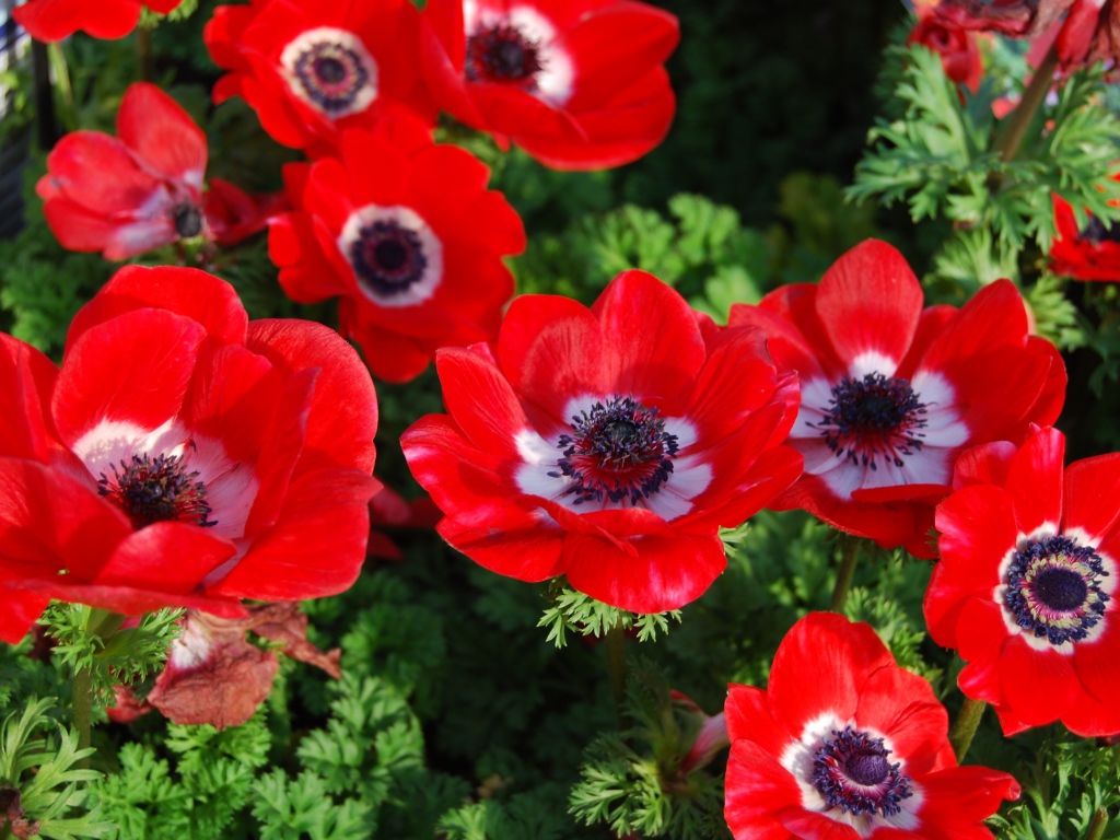 Красивые красные цветы анемона