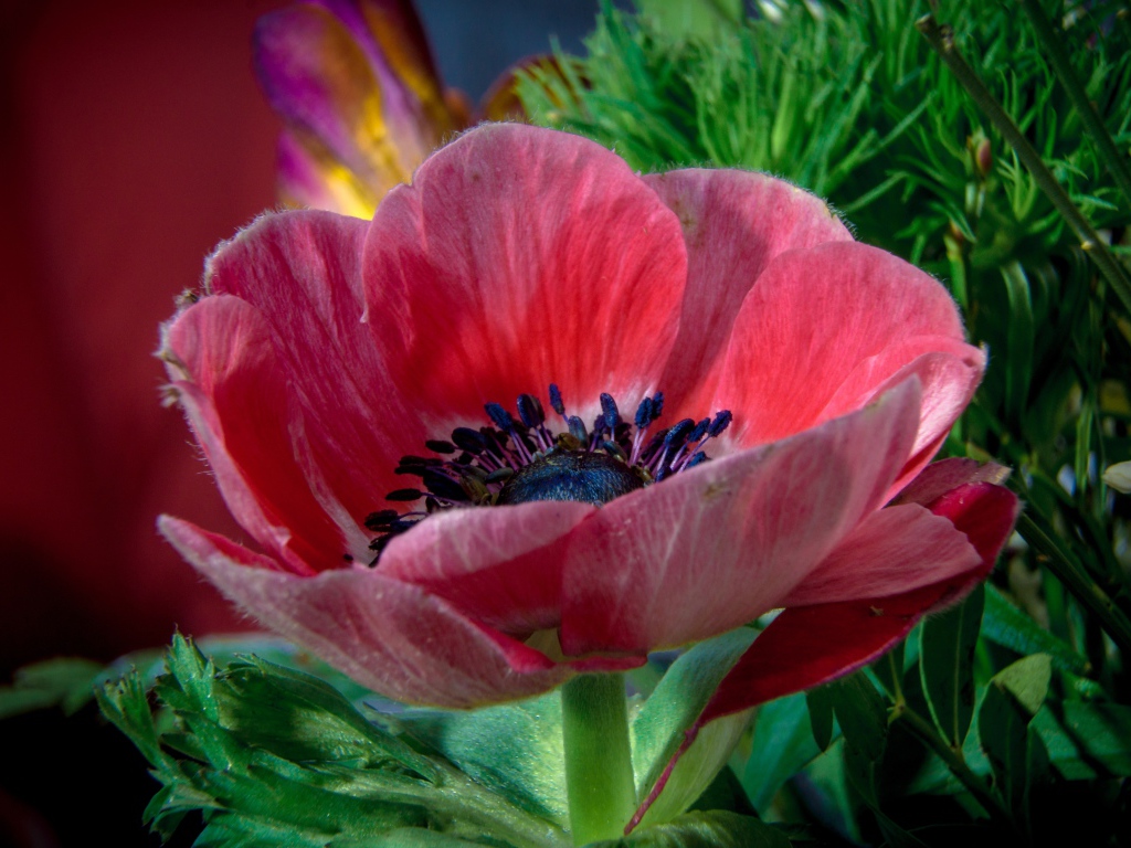 Красивый красный цветок декоративного мака