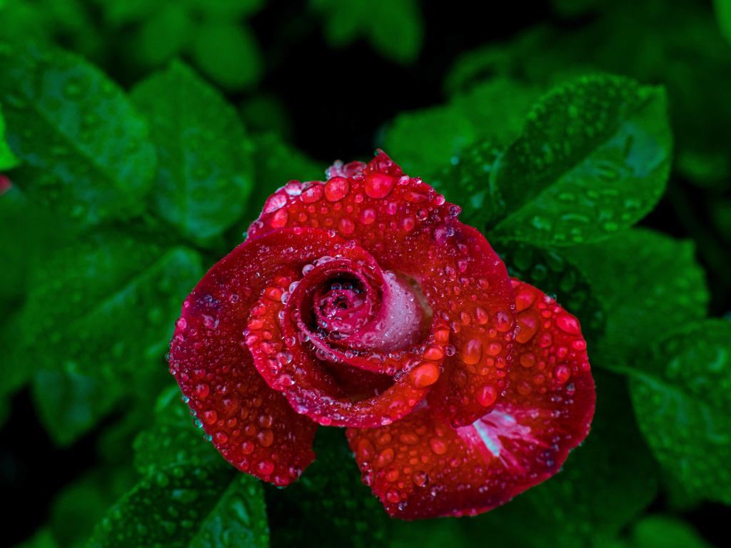 Красивая красная роза в каплях росы вид сверху 