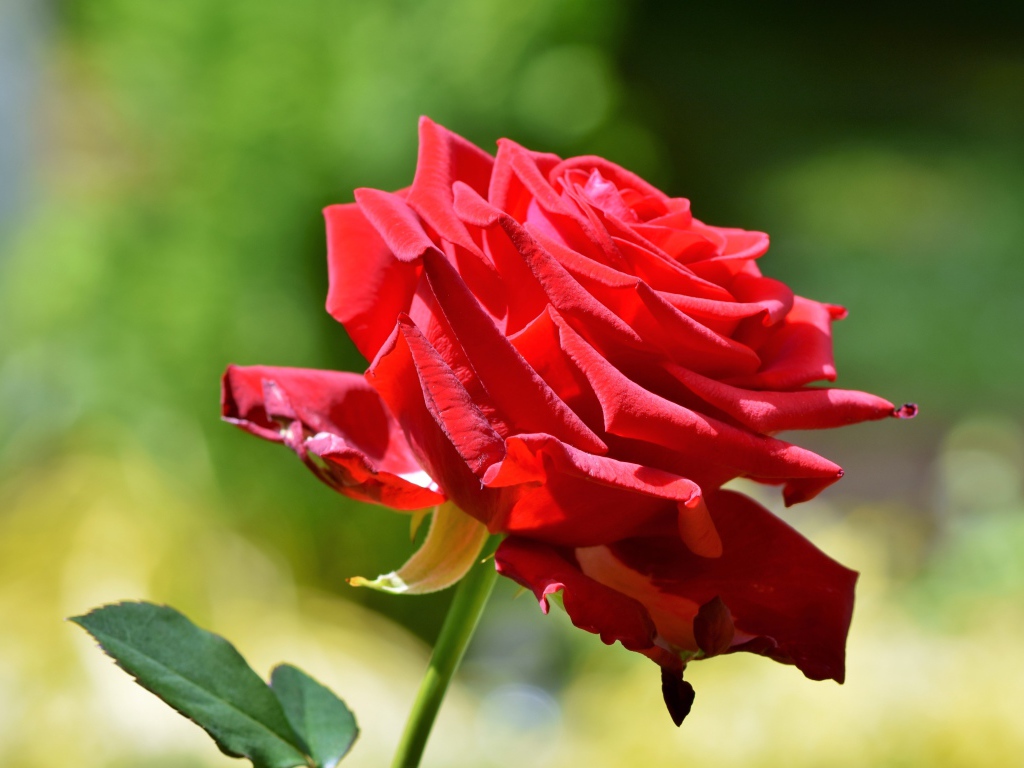 Красивая красная роза в лучах солнца