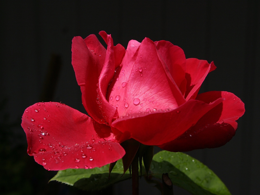 Красивая красная роза с росой на лепестках крупным планом