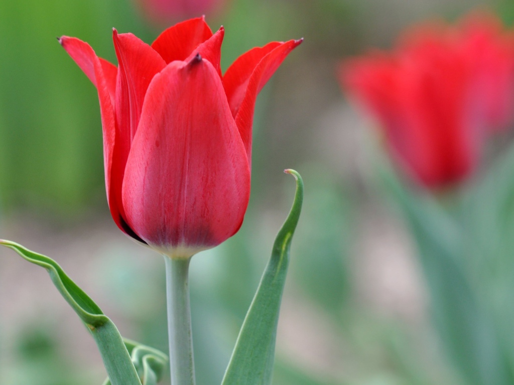 Красивый красный тюльпан крупным планом 