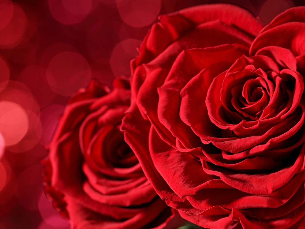 Красивая красная бархатная роза крупным планом 