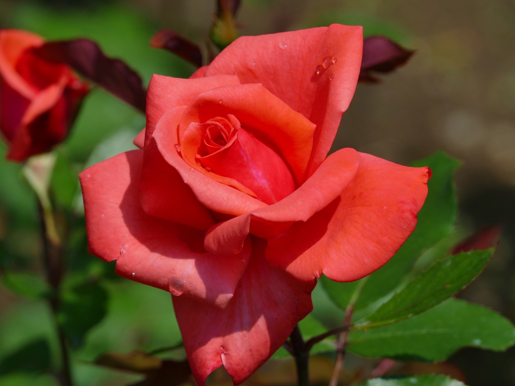 Красивый цветок розы с бутонами крупным планом