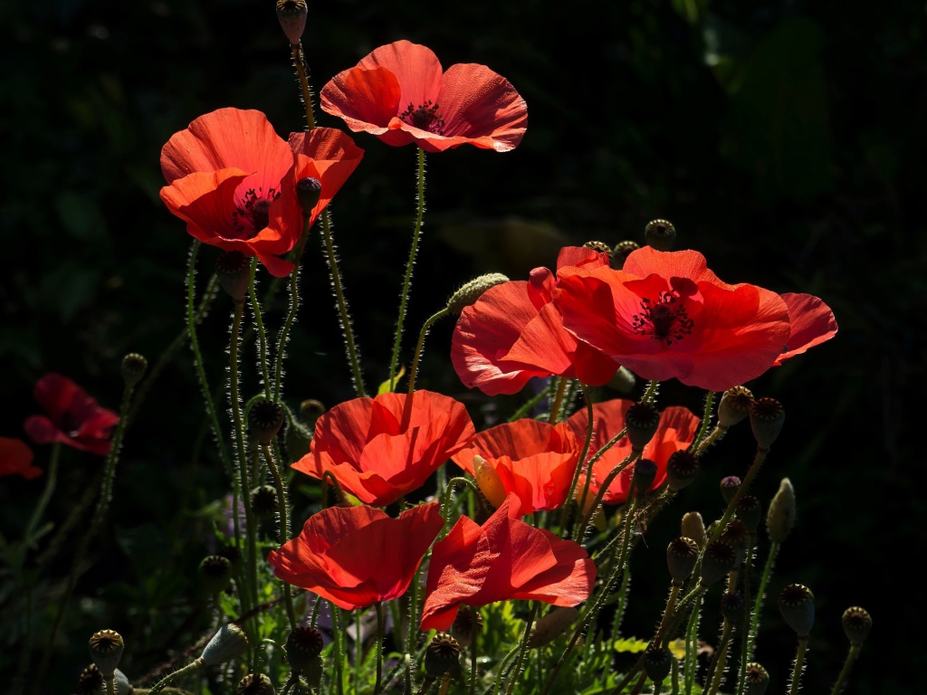 Красивые солнечные красные маки