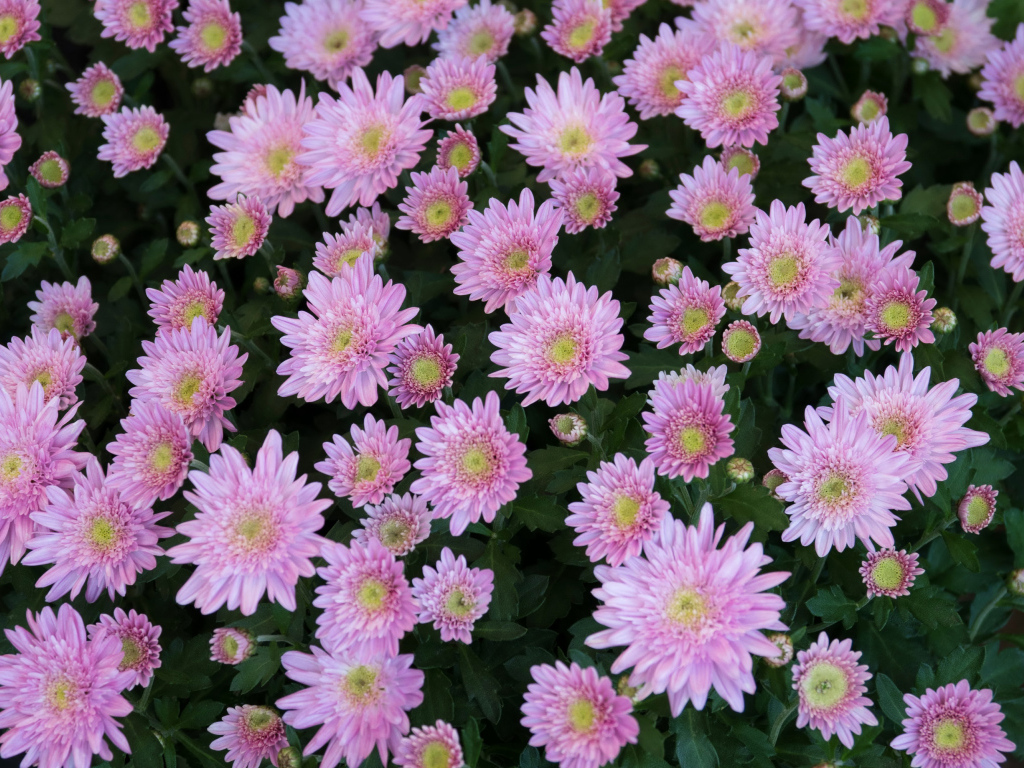 Красивые нежные розовые садовые цветы хризантемы