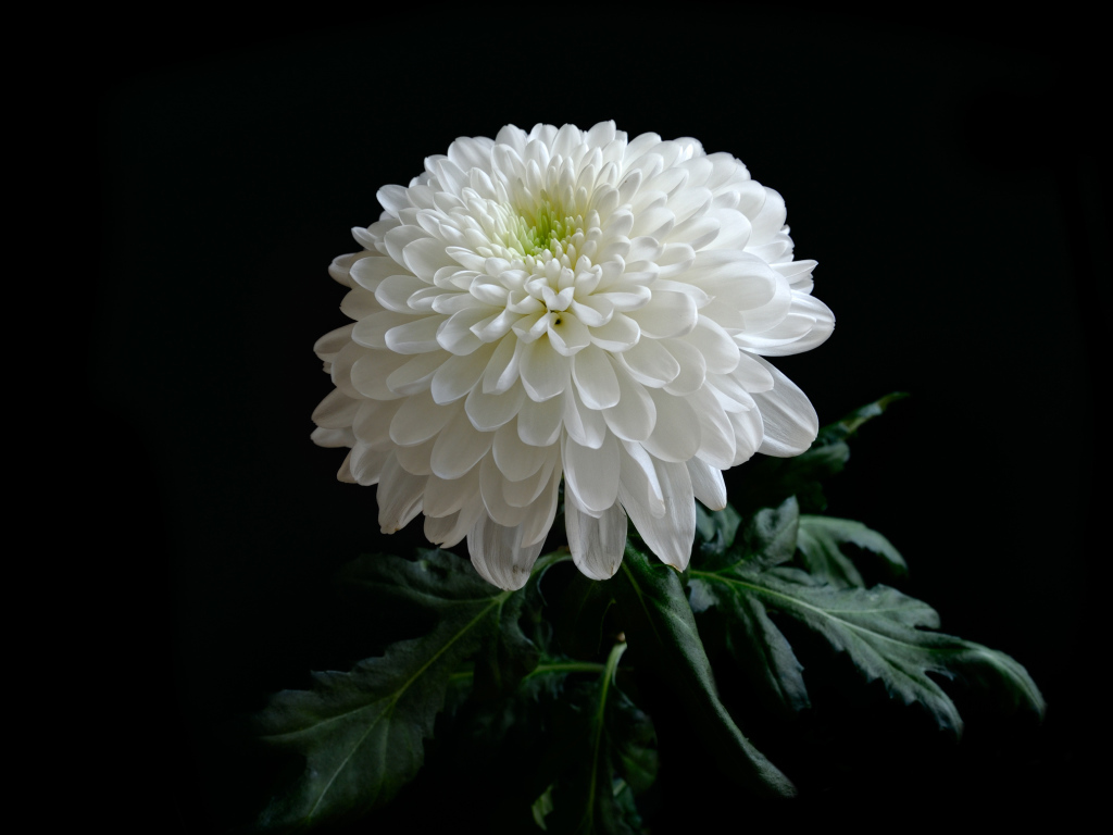 Красивая нежная белая хризантема на черном фоне