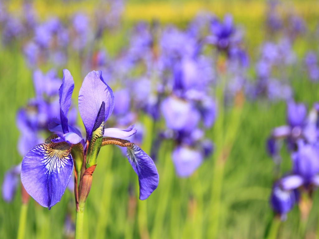 Красивый фиолетовый цветок ирис на клумбе