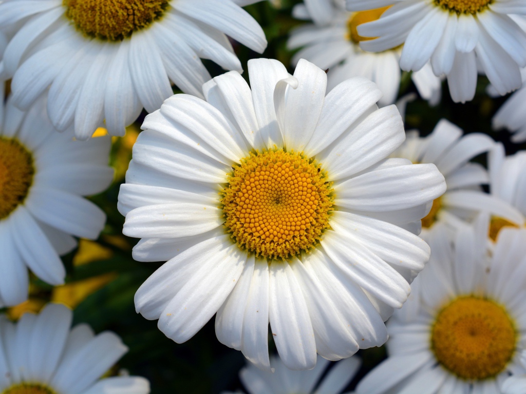 Красивые белые ромашки с желтыми серединками крупным планом