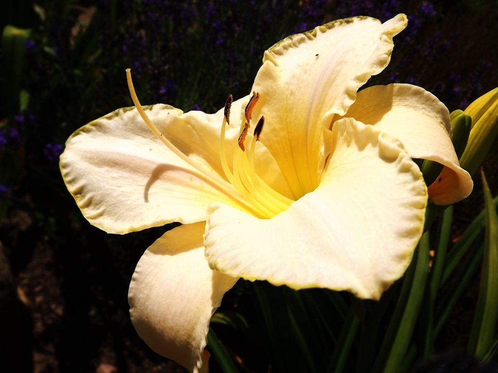 Красивая желтая лилия с бутонами крупным планом