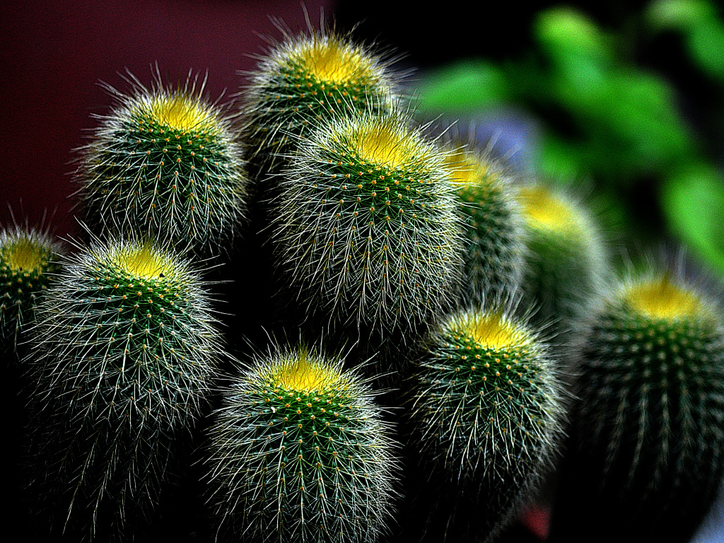 Большой зеленый колючий кактус 