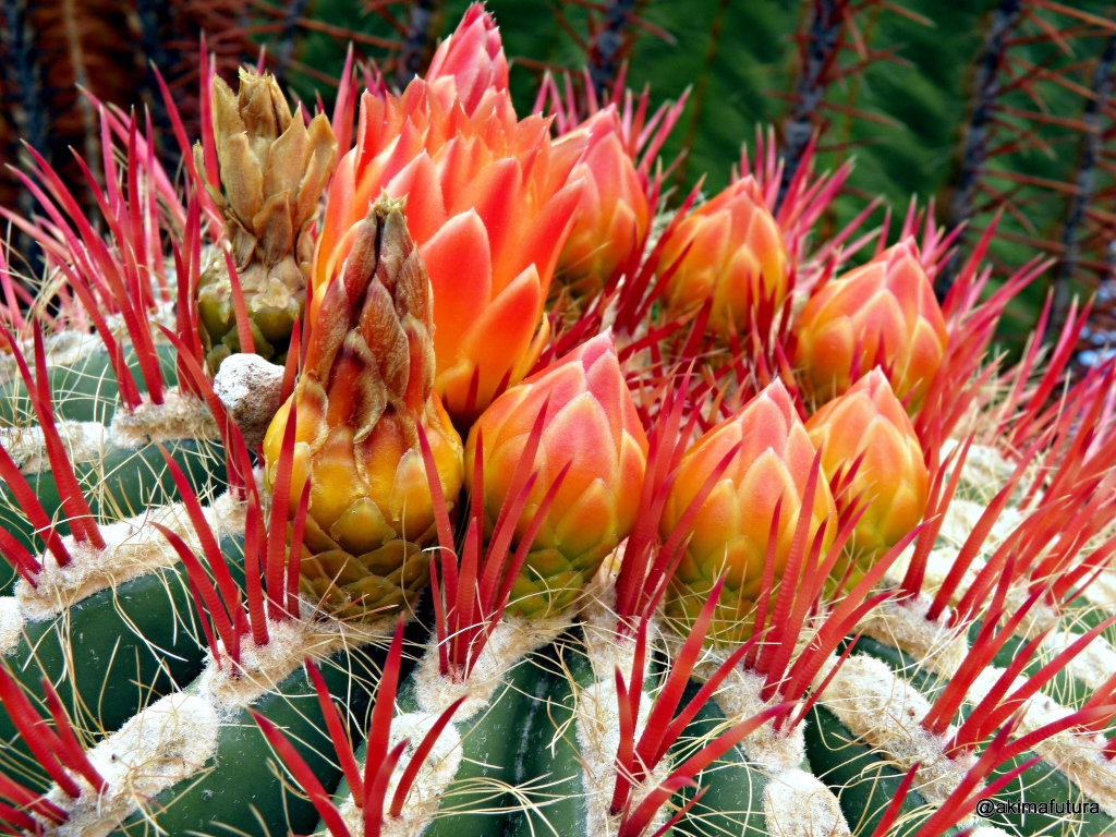 Цветущий красивый кактус крупным планом