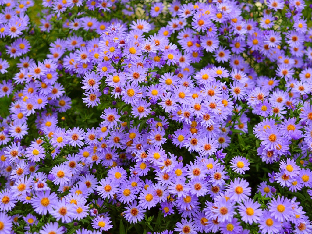 Голубые осенние цветы сентябринка