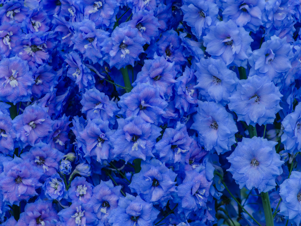 Голубые цветы левкой крупным планом