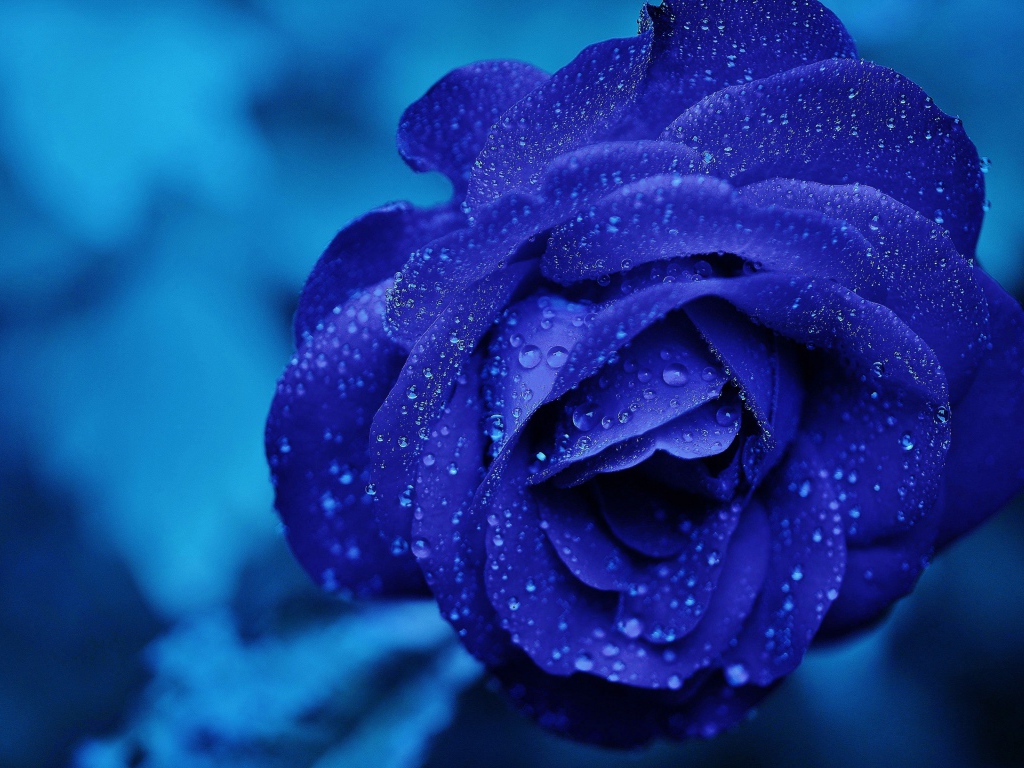 Синяя роза в каплях росы крупным планом