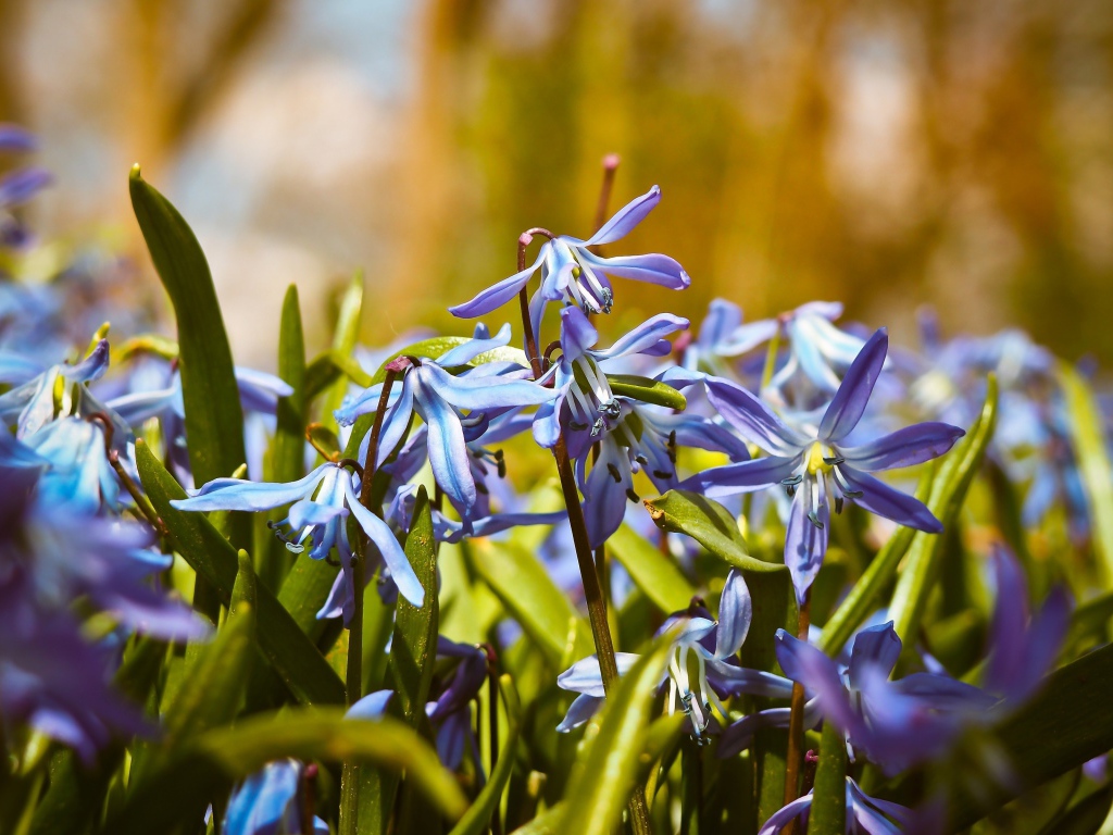 Синие весенние маленькие цветы пролеска