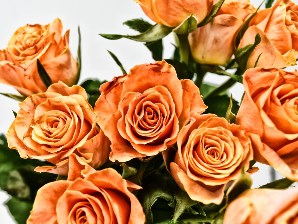 Букет оранжевых роз на сером фоне крупным планом