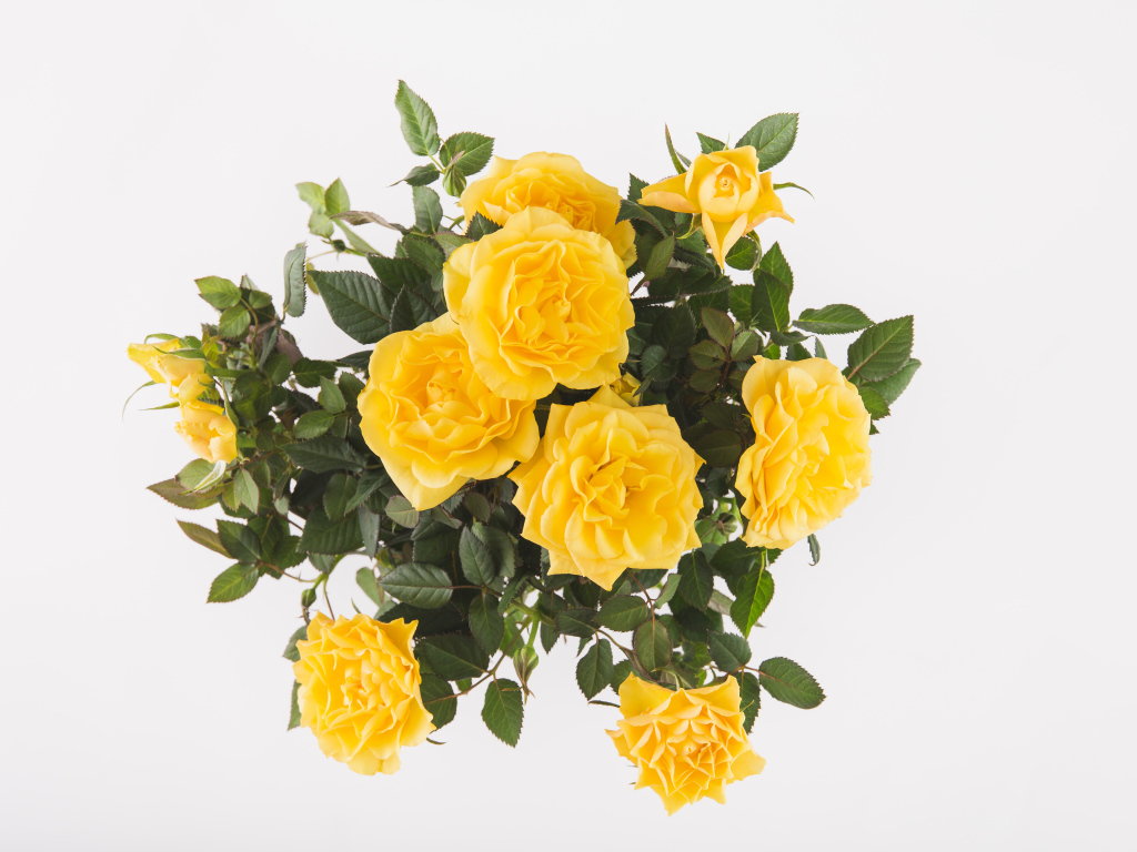 Букет оранжевых роз на белом фоне