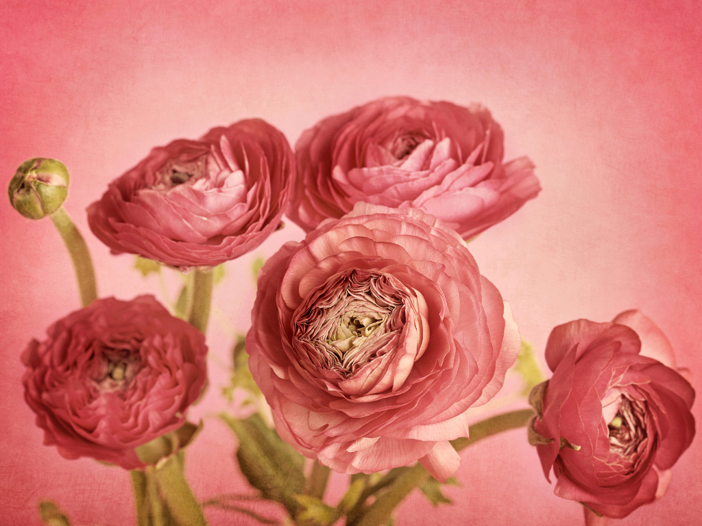 Букет розовых лютиков на розовом фоне