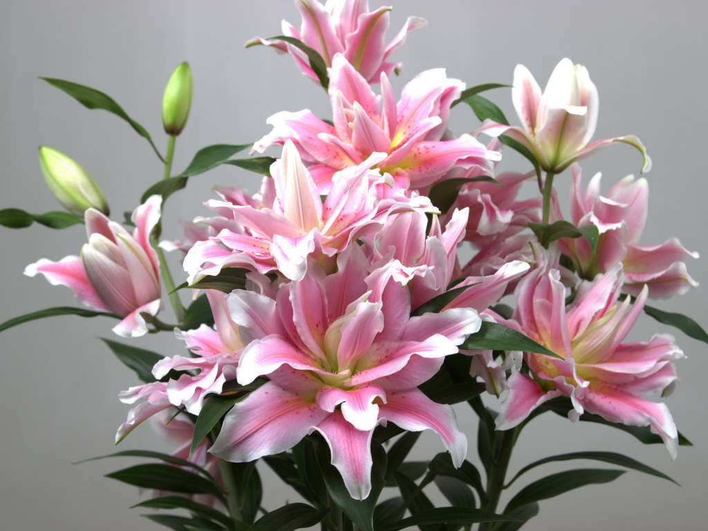 Букет розовых лилий на сером фоне