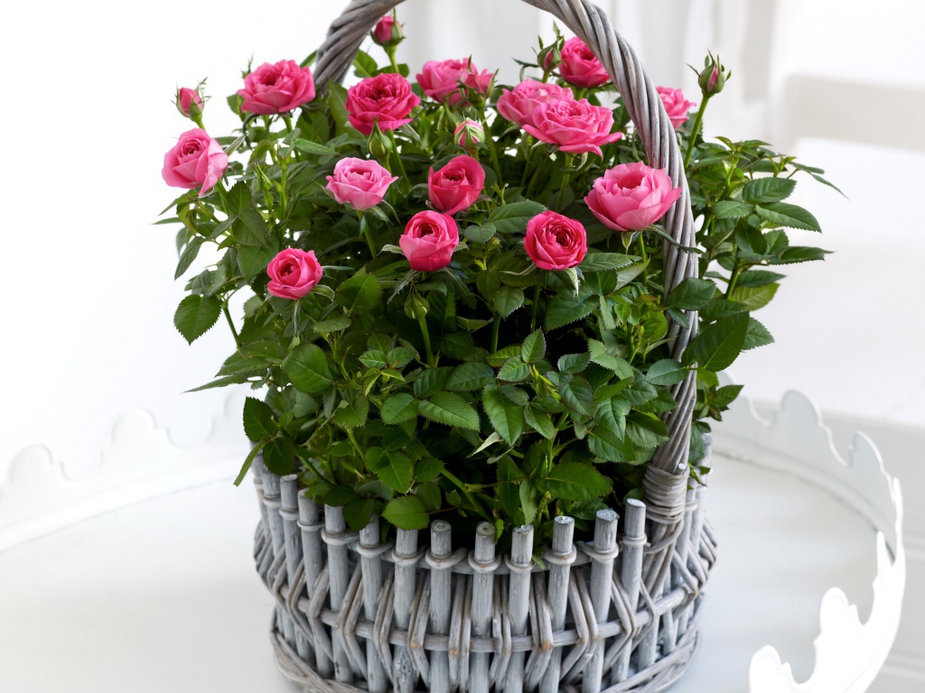 Букет розовых роз в серой корзине на белом фоне