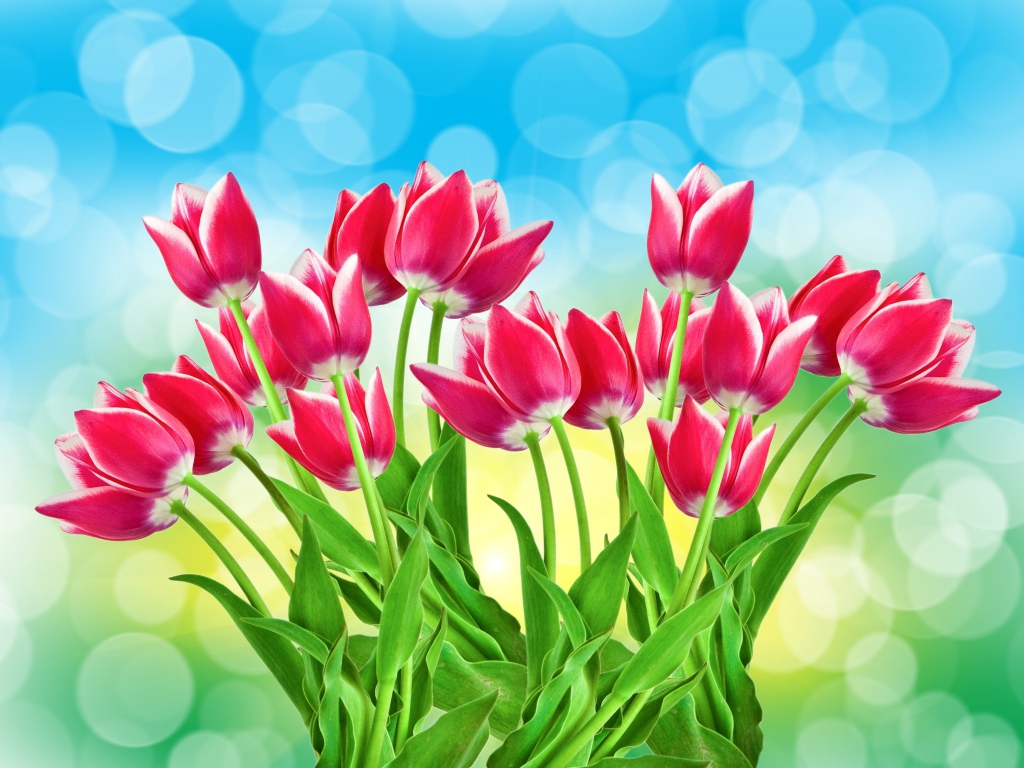 Букет розовых тюльпанов на голубом фоне