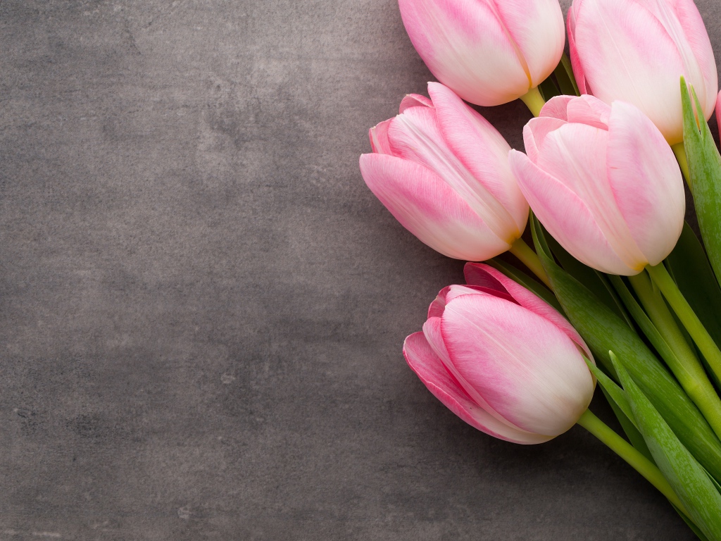 Букет розовых тюльпанов на сером фоне