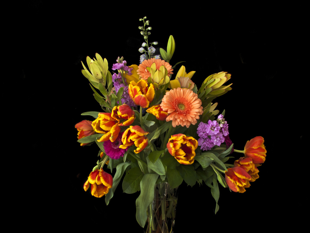 Букет тюльпанов с цветами герберы на черном фоне