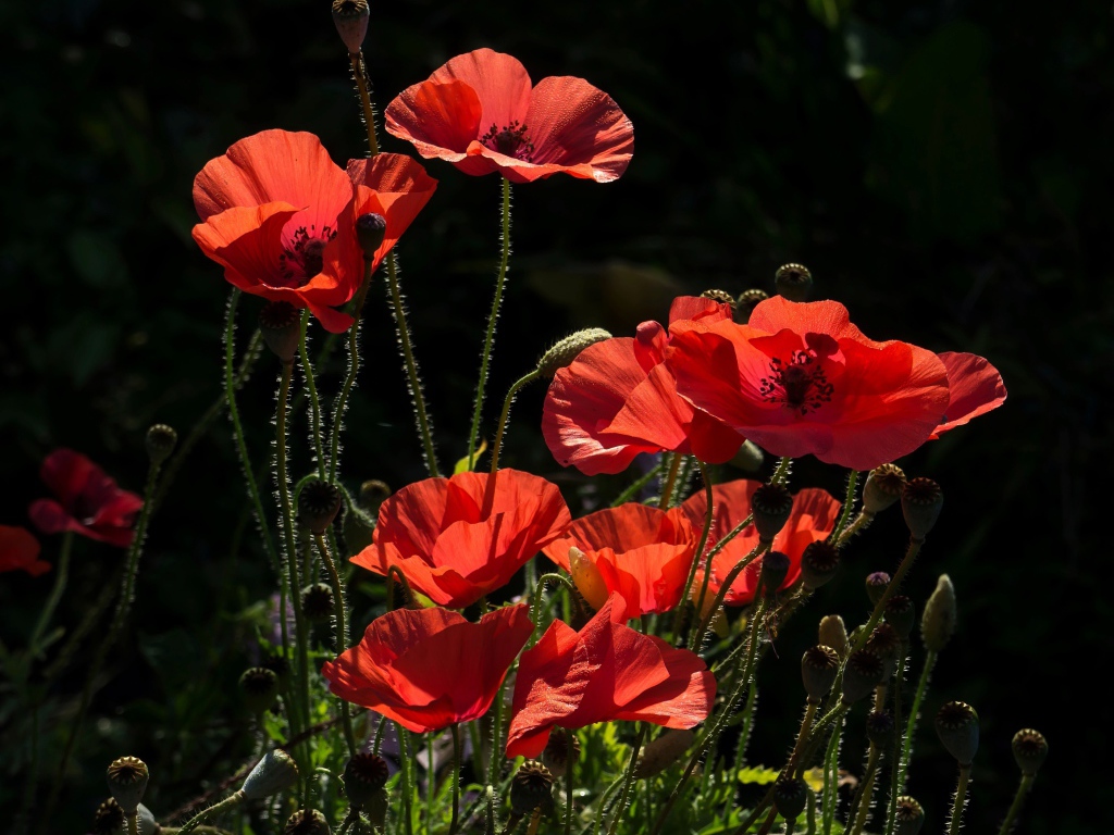 Яркие красные летние маки в лучах солнца