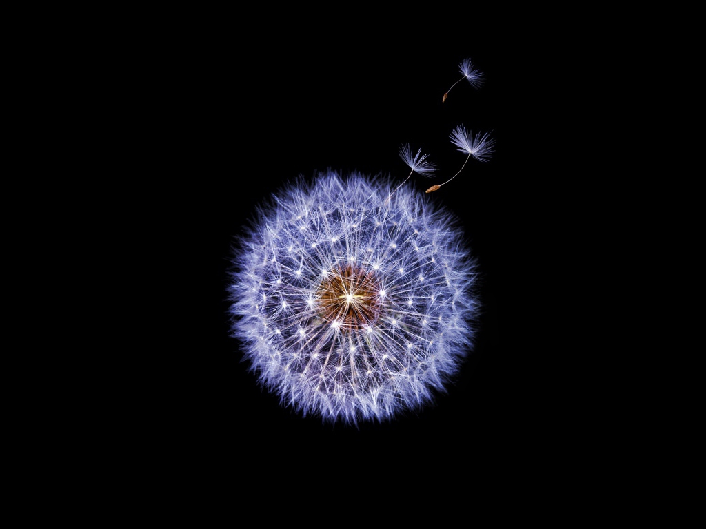 Одуванчик крупным планом на черном фоне