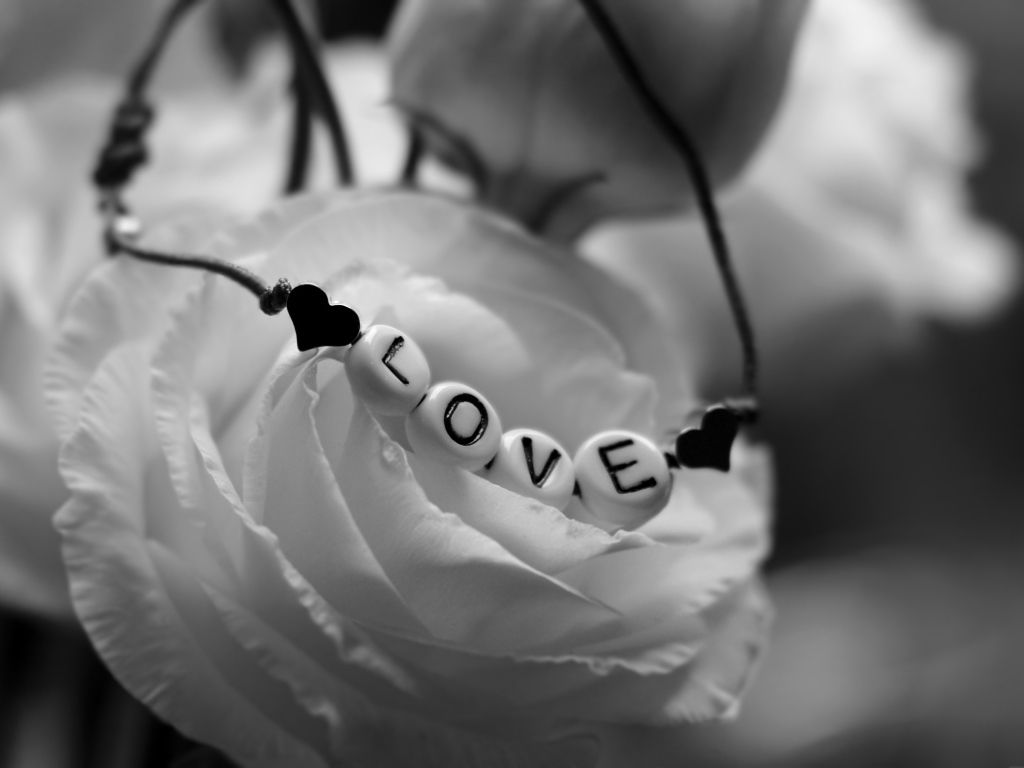 Украшение на белой розе черно - белое фото 