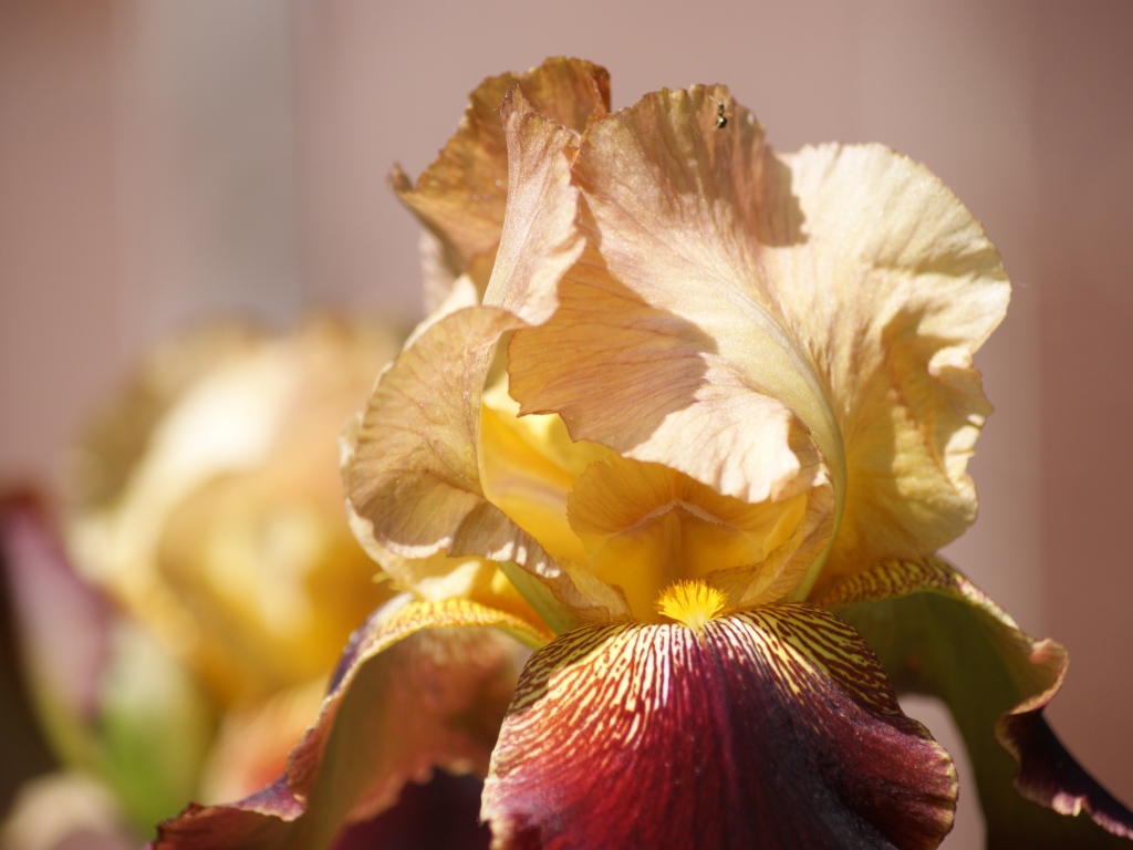 Нежный цветок ириса крупным планом