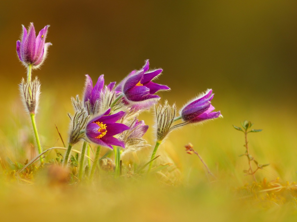 Нежные сиреневые цветы прострел 