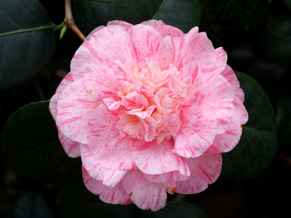 Нежный розовый красивый цветок камелии