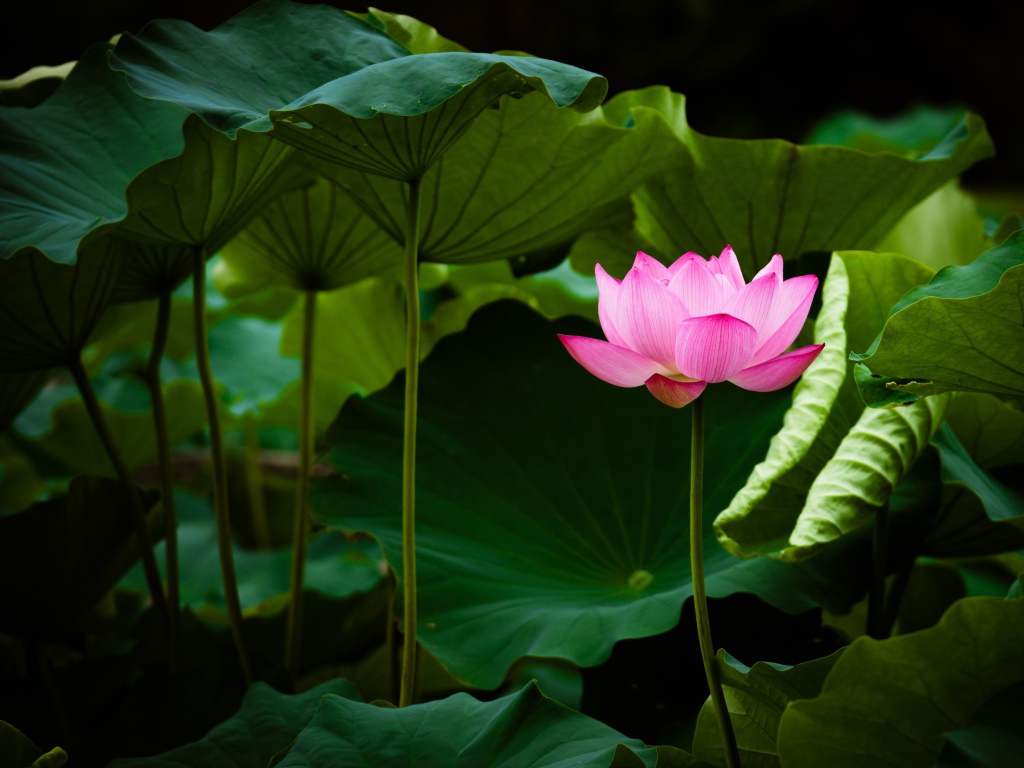 Нежный розовый цветок лотоса в зеленых листьях