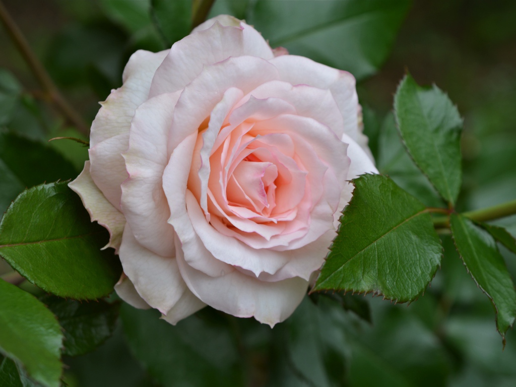 Нежная розовая роза с зелеными листьями крупным планом