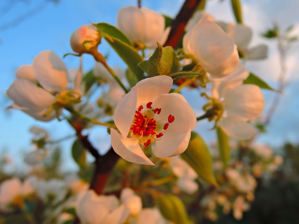 Нежные белые цветы яблони в лучах весеннего солнца