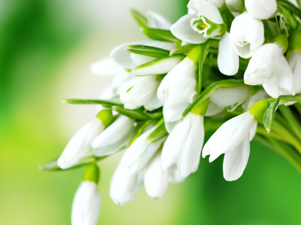 Нежные белые подснежники на зеленом фоне 