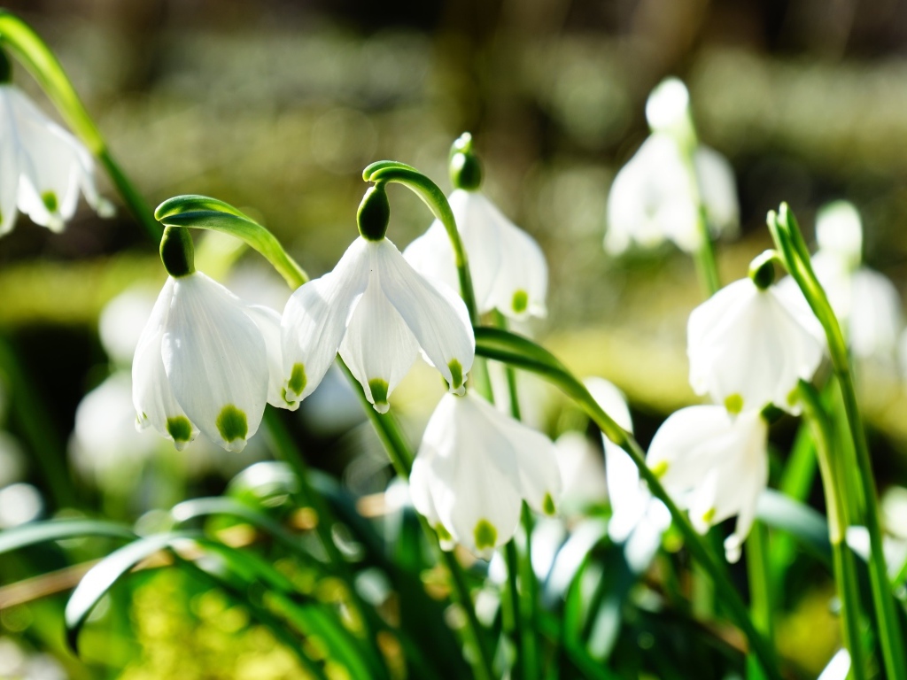 Нежные белые весенние первоцветы подснежники