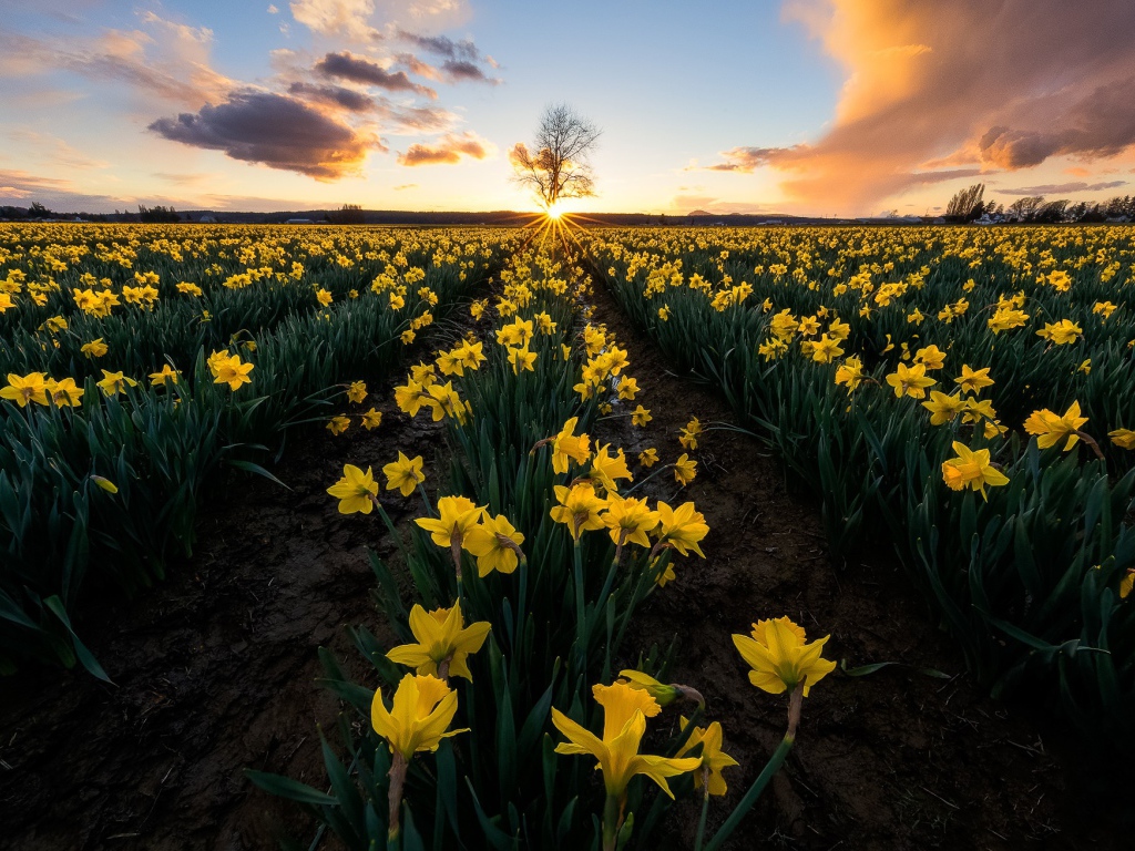 Поле желтых нарциссов в лучах яркого солнца